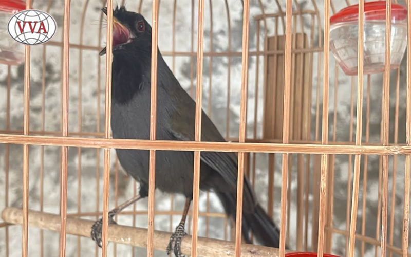 Hình 2: Lồng nuôi chim Khướu